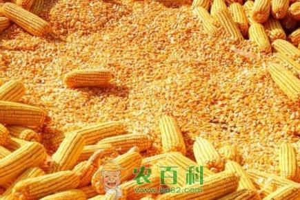 华北市场玉米价格为何一跌再跌?