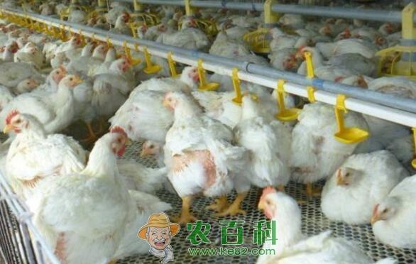 9月毛鸡价格行情再起风浪 是否迎来转折利好?