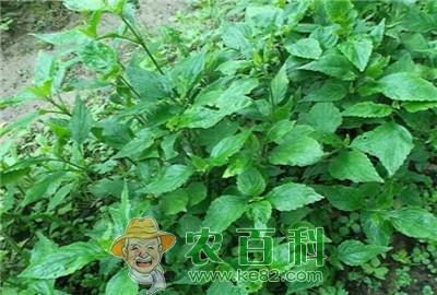 知母的优质高产栽培技术