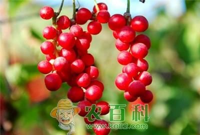 提升五味子优质高产的栽培技术