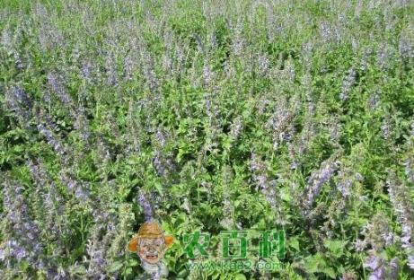 农村高山种药材开辟脱贫致富新门路