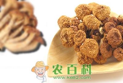 滑子菇原产地在日本　辽宁、河北、黑龙江为我国主产区