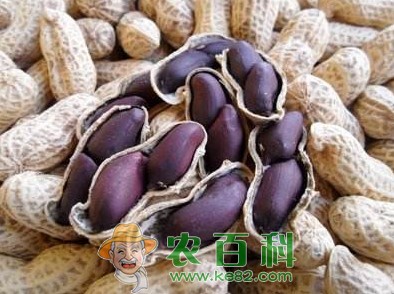 紫花生怎么种才高产?附紫花生高产科学种植技术