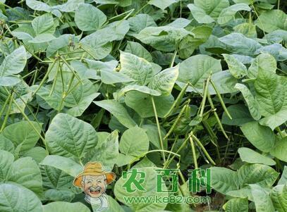 绿豆高产栽培技术4大法