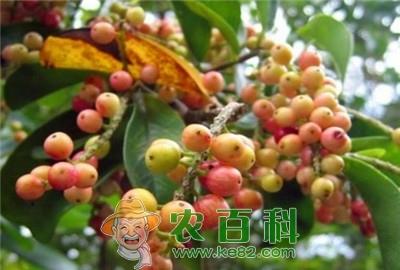 提升五味子优质高产的栽培技术