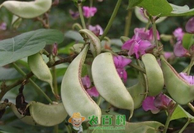 扁豆栽培技术要点、播种时间是什么时候?