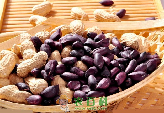 紫花生怎么种才高产?附紫花生高产科学种植技术