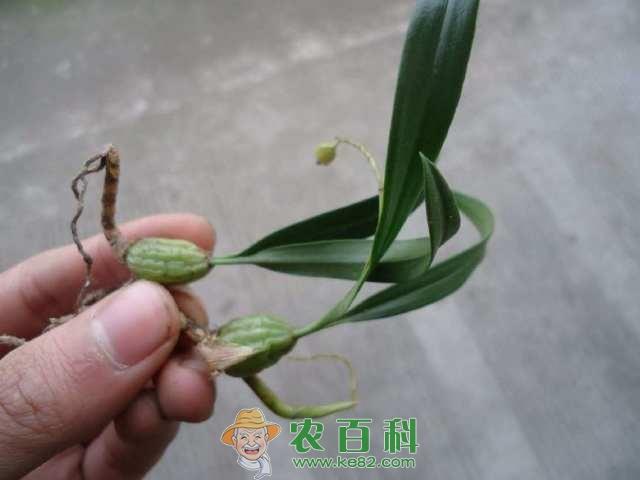 农村这种长在石壁上的“仙桃”，是名贵的补药，功效堪比人参！