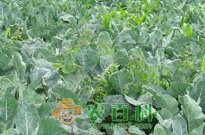 有机花椰菜秋季露地栽培要点