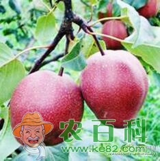 山东沂南:红梨新品种(全红型)选育试种成功