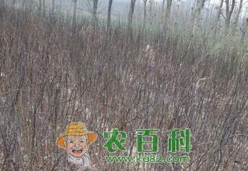 花椒树能活多少年?栽下几年后可以结果?