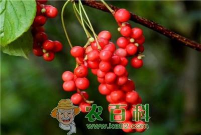 提升五味子优质高产的栽培技术