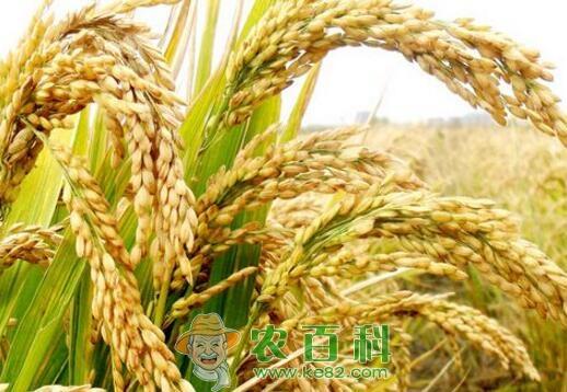 新稻上市会给市场带来新的冲击吗?托市收购启动的几率有多大?