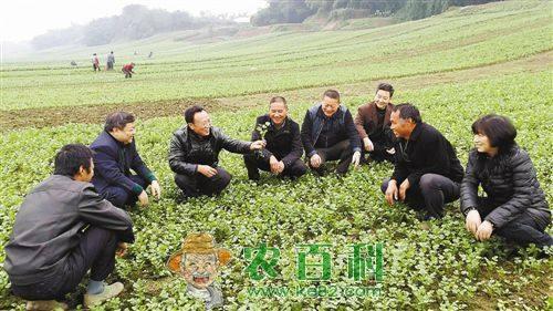 未来2年，农村这3大行业迎来春天，2类农民很吃香，现在还不晚！