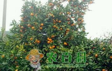种在院子里的枇杷树能长多高?栽下几年后能结果?