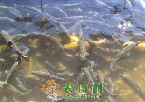 河南栾川:冷水鱼养殖带村民走上致富路