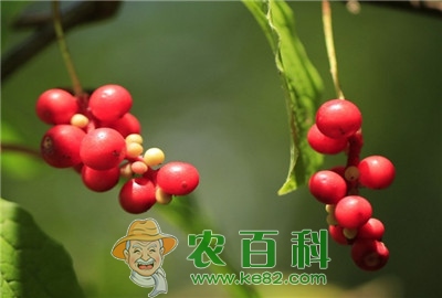 提升五味子优质高产的栽培技术