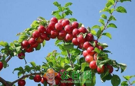 农村这一植物,是李子和樱桃的结合体,大多数人都没吃过!