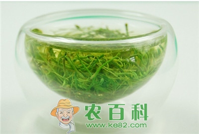 家种绞股蓝的栽培技术