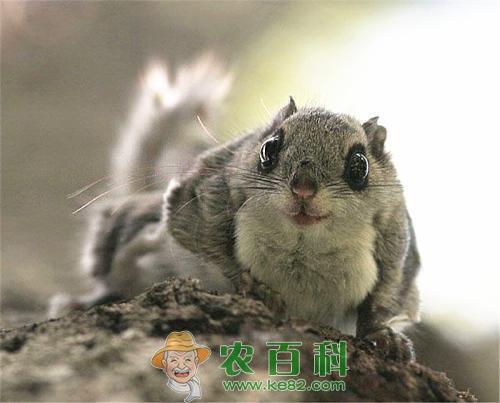 农民养起了“会飞的老鼠”，靠卖老鼠屎赚钱，日收入过百