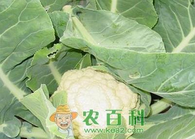 有机花椰菜秋季露地栽培要点