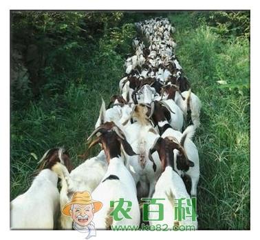 养羊如何拿补贴？拿到补贴需要什么手续？