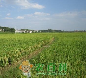 稻田杂草分布区域