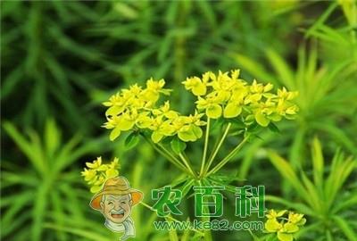 知母的优质高产栽培技术