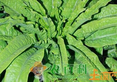 莴笋原产地在地中海　中国莴笋产地首推河北