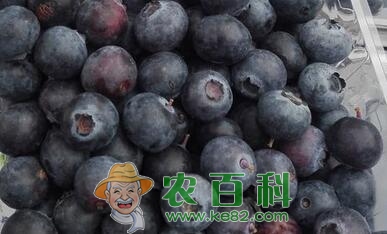 蓝莓树长什么样？种植几年后才可以结果？