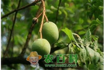 文冠果的发展前景