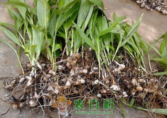白芨的种植成本和效益分析（按100亩规模种植白芨计算）