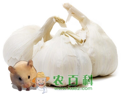 大蒜原产地在西亚和中亚 中国优质大蒜产地首推山东