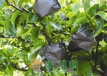 梨树的需肥特点以及丰产施肥技术、时间