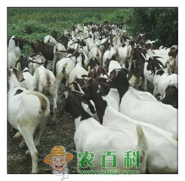 养羊如何拿补贴？拿到补贴需要什么手续？