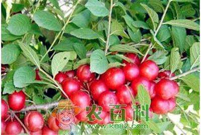 钙果高产优质栽培技术