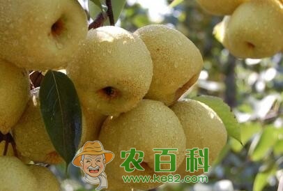 梨树的需肥特点以及丰产施肥技术、时间