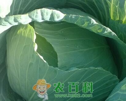 秋季露地有机甘蓝栽培技术