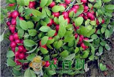 钙果高产优质栽培技术