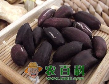 紫花生怎么种才高产?附紫花生高产科学种植技术