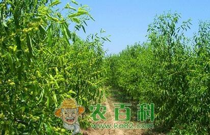 枣树的需肥特点以及高产施肥技术、时间