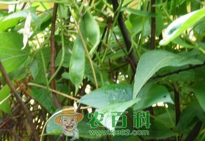 绿豆高产栽培技术4大法