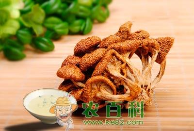 滑子菇原产地在日本　辽宁、河北、黑龙江为我国主产区