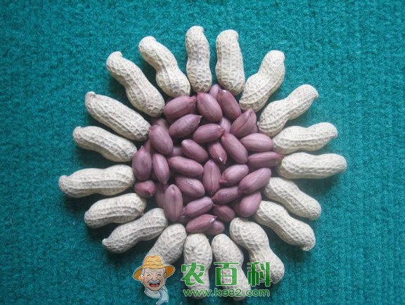 紫花生怎么种才高产?附紫花生高产科学种植技术