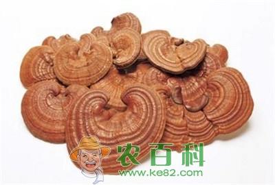 能让灵芝丰产的栽培技术