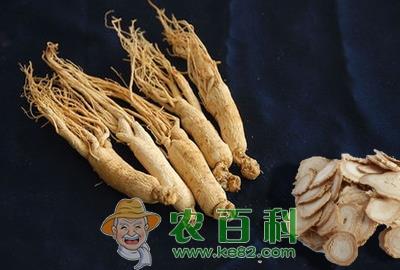 “百草之王”人参优质产地集中在我国东北三省