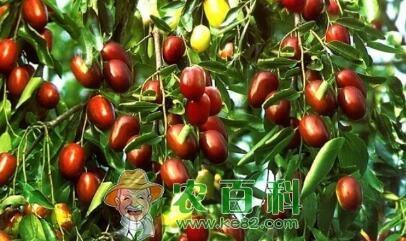 枣树的需肥特点以及高产施肥技术、时间