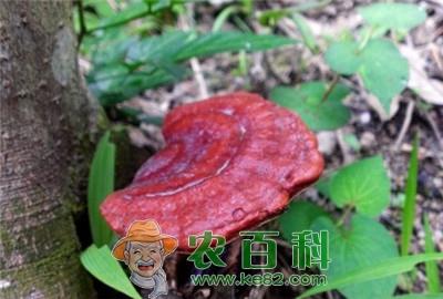 能让灵芝丰产的栽培技术