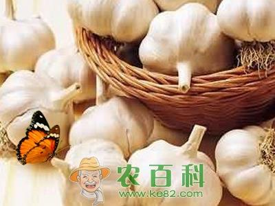 大蒜原产地在西亚和中亚 中国优质大蒜产地首推山东