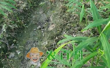 日常调味蔬菜生姜、大蒜、洋葱发芽了还能吃吗？